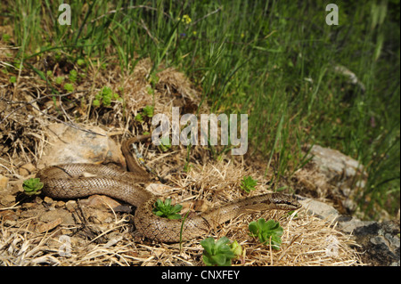 smooth snake (Coronella austriaca), sunbathing, Italy, Sicilia Stock Photo