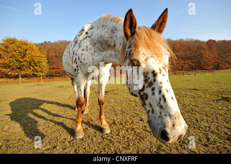 Appaloosa (Equus przewalskii f. caballus), on paddock, Germany Stock Photo