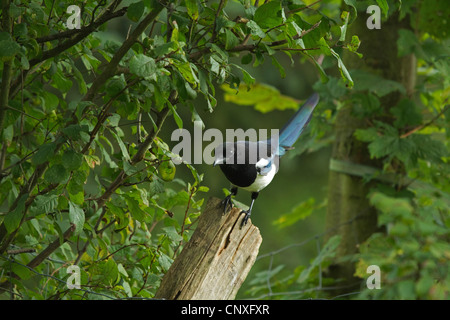 black-billed magpie (Pica pica), sitting on a post, Germany Stock Photo