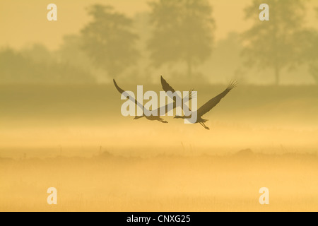 common crane (Grus grus), flying in morning mist, Germany Stock Photo