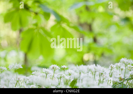 common horse chestnut (Aesculus hippocastanum), branch in a spring forest with ramsons, Germany, Hesse, NSG Kuehkopf-Knoblochsaue Stock Photo