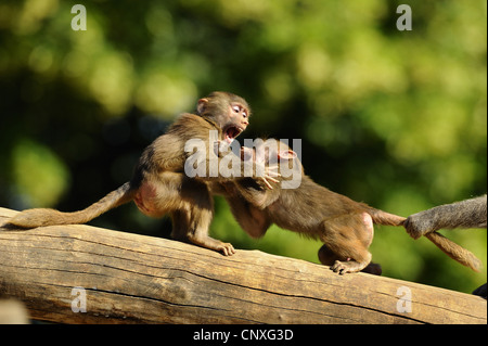 hamadryas baboon, sacred baboon (Papio hamadryas), two juveniles playfully fighting on a log Stock Photo