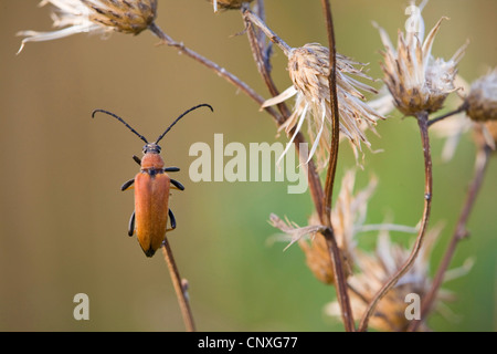 Red Longhorn Beetle (Anoplodera rubra, Stictoleptura rubra, Leptura rubra, Corymbia rubra, Aredolpona rubra), female siiting on a thistle, Germany, Baden-Wuerttemberg