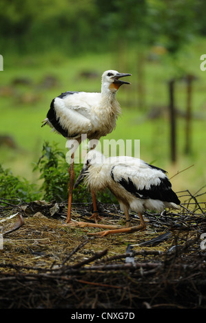 white stork (Ciconia ciconia), squeakers in the nest, Germany, Bavaria Stock Photo