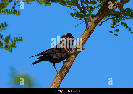 jackdaw (Corvus monedula), sitting on a branch with fodder in its beak, Austria, Burgenland Stock Photo