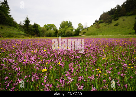 red campion (Silene dioica), blooming in a meadow, Germany, Bavaria, Upper Palatinate Stock Photo