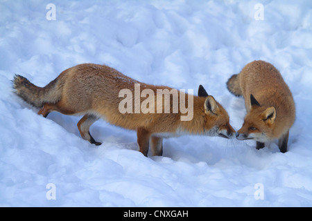 red fox (Vulpes vulpes), rutting foxes in snow, Germany Stock Photo