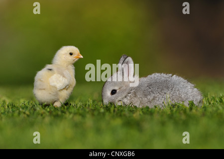 domestic rabbit (Oryctolagus cuniculus f. domestica), chick and bunny in a meadow, Germany Stock Photo