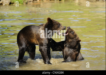 European brown bear (Ursus arctos arctos), two juveniles rollicking about in shallow water, Germany, Bavaria, Bavarian Forest National Park Stock Photo