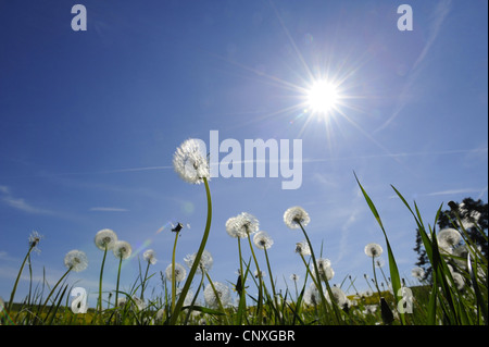 common dandelion (Taraxacum officinale), fruiting dandelions in sunlight, Germany, Bavaria Stock Photo