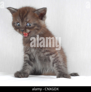 British Shorthair (Felis silvestris f. catus), scared kitten Stock Photo