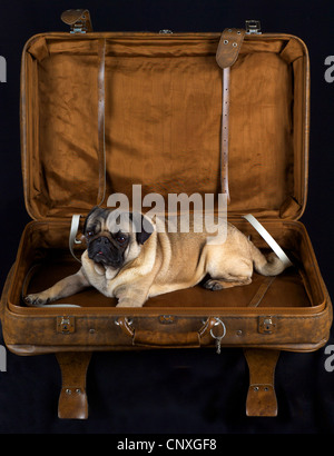 Pug (Canis lupus f. familiaris), lying in suitcase Stock Photo