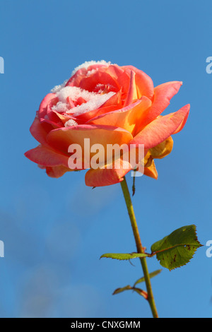 ornamental rose (Rosa spec.), orange rose with snow Stock Photo