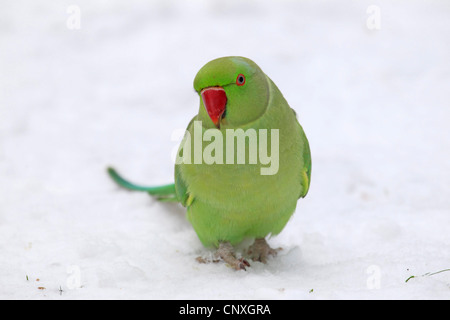 rose-ringed parakeet (Psittacula krameri), sitting in snow, Germany Stock Photo