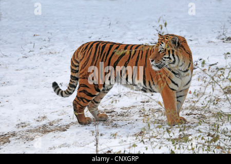 Siberian tiger, Amurian tiger (Panthera tigris altaica), standing on snow-covered ground Stock Photo
