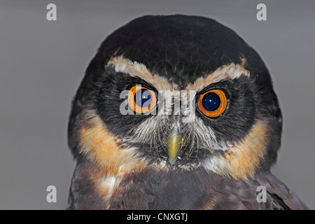 spectacled owl (Pulsatrix perspicillata), portrait Stock Photo
