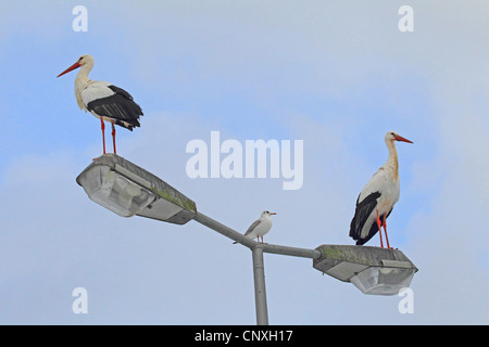 white stork (Ciconia ciconia), Two white storks sit on a lantern with Blackheaded Gull, Germany Stock Photo