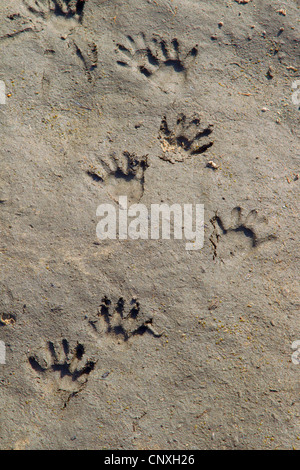 common raccoon (Procyon lotor), footprints, Germany, Saxony, Oberlausitz Stock Photo