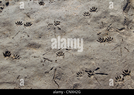 common raccoon (Procyon lotor), footprints, Germany, Saxony, Oberlausitz Stock Photo