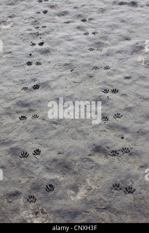 common raccoon (Procyon lotor), footprints, Germany, Saxony, Oberlausitz Stock Photo