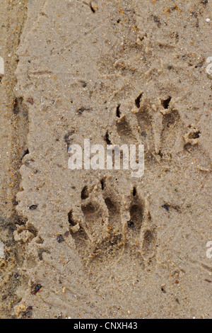 common raccoon (Procyon lotor), footprints, Germany, Saxony, Oberlausitz Stock Photo