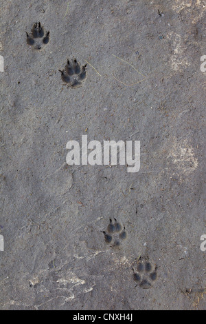 red fox (Vulpes vulpes), footprints in mud, Germany, Saxony
