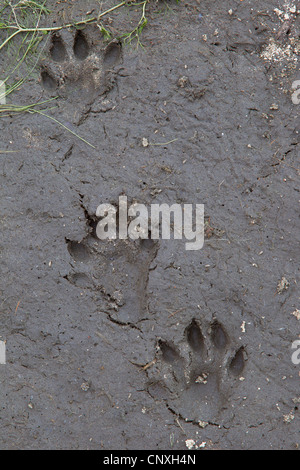 European river otter, European Otter, Eurasian Otter (Lutra lutra), footprints in mud, Germany, Saxony, Oberlausitz Stock Photo