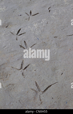 Heron footprints in mud, Germany, Saxony, Oberlausitz Stock Photo