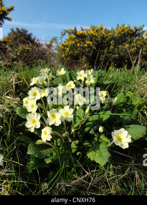 true English primrose (Primula acaulis, Primula vulgaris), blooming in a meadow, United Kingdom, Scotland, Hebrides Stock Photo