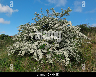 hawthorn, white thorn, hawthorns (Crataegus spec.), blooming hawthorn, Germany, Lower Saxony, Juist Stock Photo