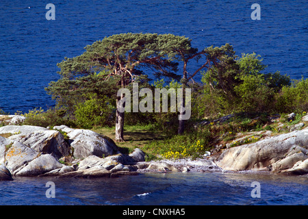 Scotch pine, scots pine (Pinus sylvestris), on skerry, Norway, Buskerud, Oslofjord Stock Photo