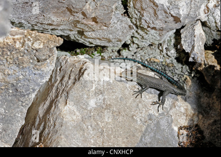 sharp-snouted rock lizard (Lacerta oxycephala, Dalmatolacerta oxycephala  ), jvenile sitting on a rock, Montenegro, Lovcen National Park Stock Photo