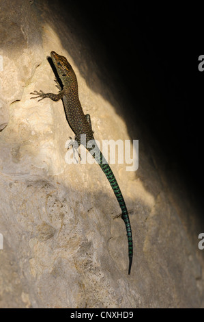 sharp-snouted rock lizard (Lacerta oxycephala, Dalmatolacerta oxycephala), sitting on a rock, Montenegro, Skutarisee Stock Photo