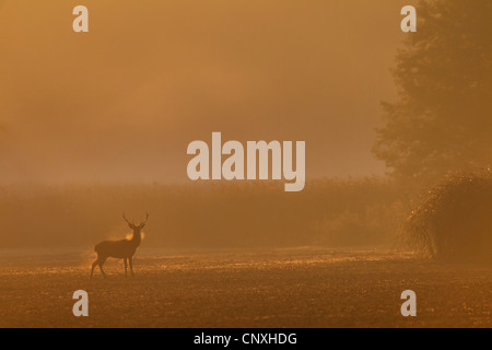 red deer (Cervus elaphus), stag on a field in morning mist, Germany, Saxony, Oberlausitz Stock Photo