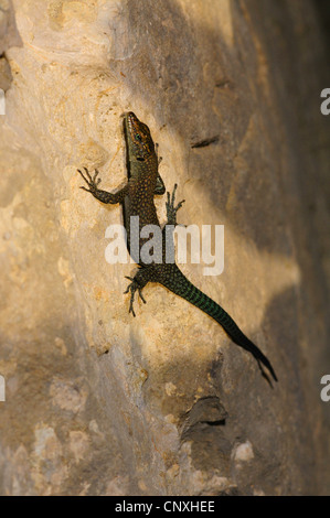 sharp-snouted rock lizard (Lacerta oxycephala, Dalmatolacerta oxycephala), sitting on a rock, Montenegro, Skutarisee Stock Photo