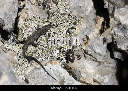 sharp-snouted rock lizard (Lacerta oxycephala, Dalmatolacerta oxycephala), juvenile, Montenegro, Lovcen National Park Stock Photo