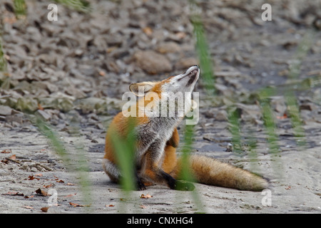 red fox (Vulpes vulpes), scratching, Germany, Saxony, Oberlausitz Stock Photo