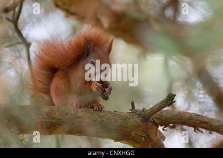 European red squirrel, Eurasian red squirrel (Sciurus vulgaris), sitting on a pine feeding on a cone, Germany, Saxony, Oberlausitz Stock Photo