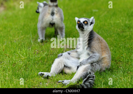 ring-tailed lemur (Lemur catta), sitting on lawn and let the sun shine on the belly Stock Photo