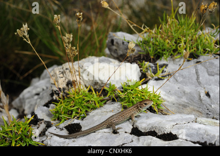 sand lizard (Lacerta agilis, Lacerta agilis bosnica), juvenile on rock, Montenegro, Durmitor National Park Stock Photo