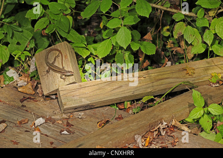 common wall lizard (Lacerta muralis, Podarcis muralis), taking a sun bath on a pile of wooden boards, Montenegro, Insel Ada Stock Photo