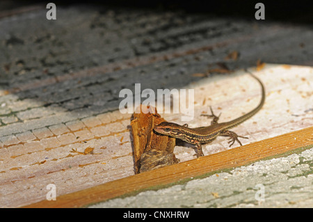 common wall lizard (Lacerta muralis, Podarcis muralis), juvenile taking a sun bath on a wooden board, Montenegro, Insel Ada Stock Photo