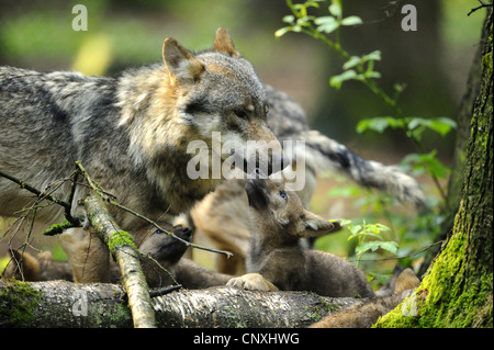 European gray wolf (Canis lupus lupus), with cubs, Germany, Bavaria, Bavarian Forest National Park Stock Photo