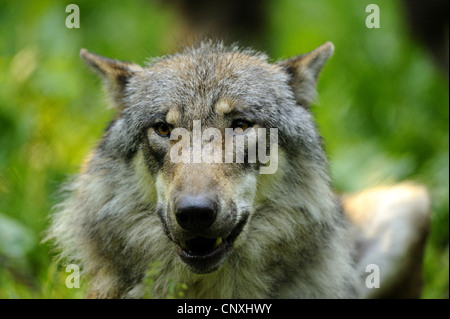 European gray wolf (Canis lupus lupus), portrait, Germany, Bavaria, Bavarian Forest National Park Stock Photo