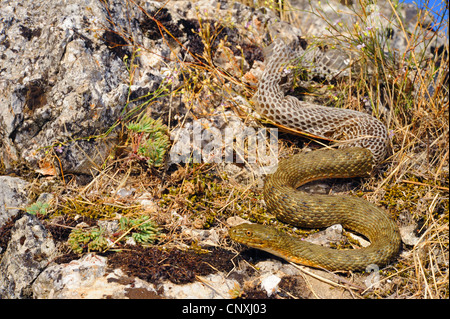 dice snake (Natrix tessellata), skinning individual, Montenegro, Lake Skutari Stock Photo