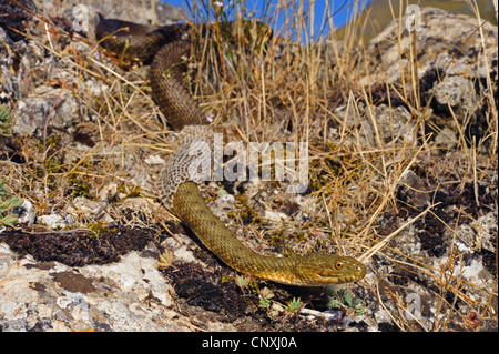 dice snake (Natrix tessellata), skinning individual, Montenegro, Lake Skutari Stock Photo