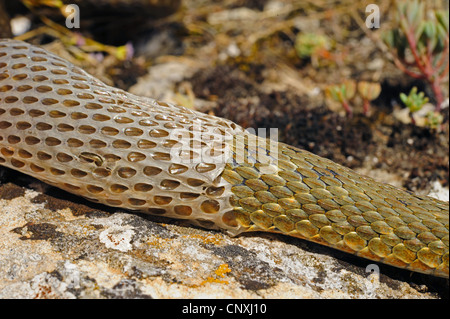 dice snake (Natrix tessellata), macro shot of a skinning individual, Montenegro, Lake Skutari Stock Photo