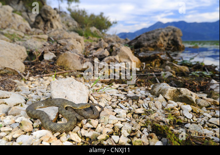 dice snake (Natrix tessellata), lying on the waterfront of lake Skutari, Montenegro, Lake Skutari Stock Photo