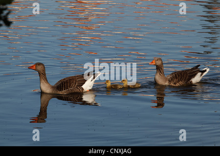 greylag goose (Anser anser), family, Germany, Saxony Stock Photo