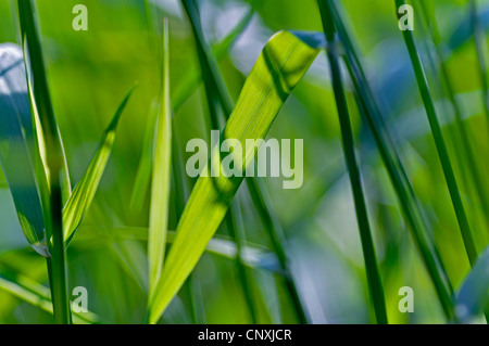 grasses in backlight, Germany Stock Photo